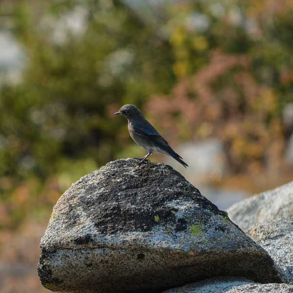 Mountain Bluebird (female)