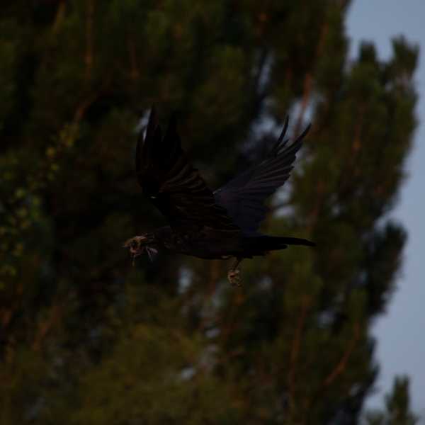 American Crow 2