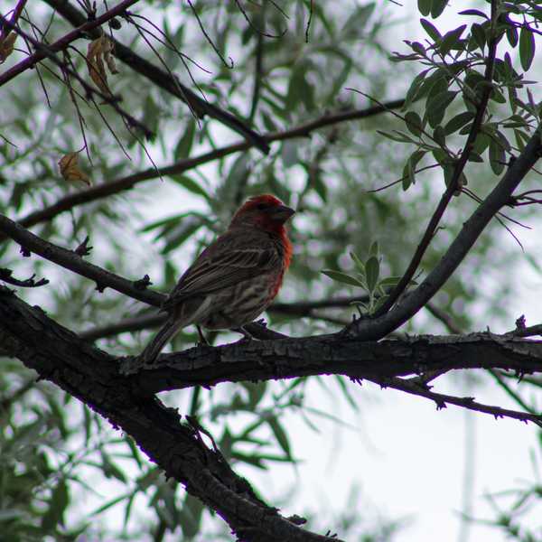 House Finch 3