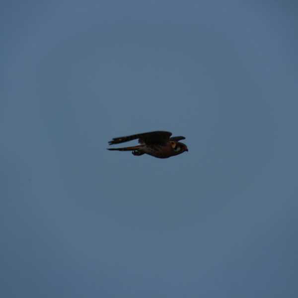 American Kestrel