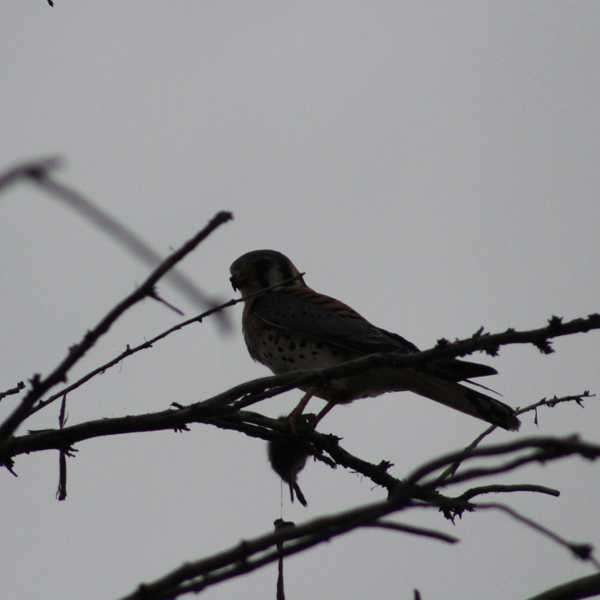 American Kestrel