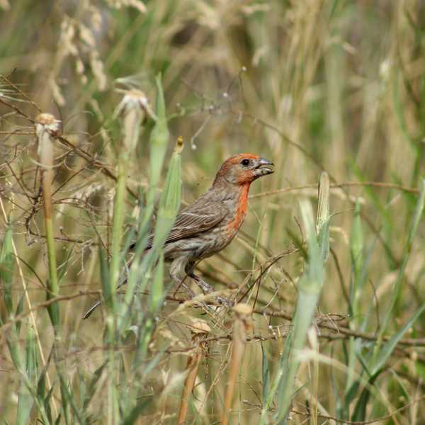 House Finch