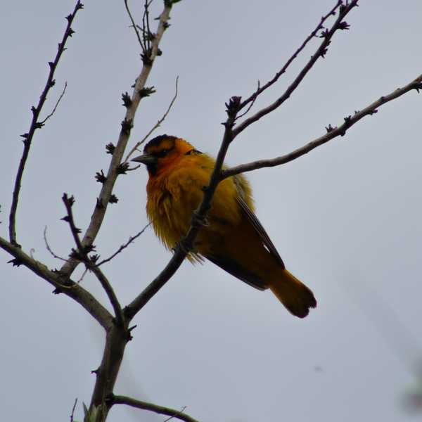 Bullock's Oriole