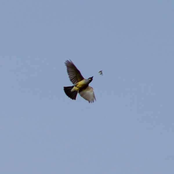 Western Kingbird