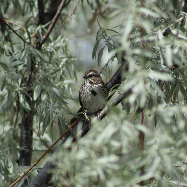 Song Sparrow