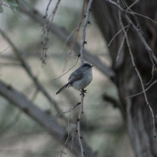 Blue-grey Gnatcatcher