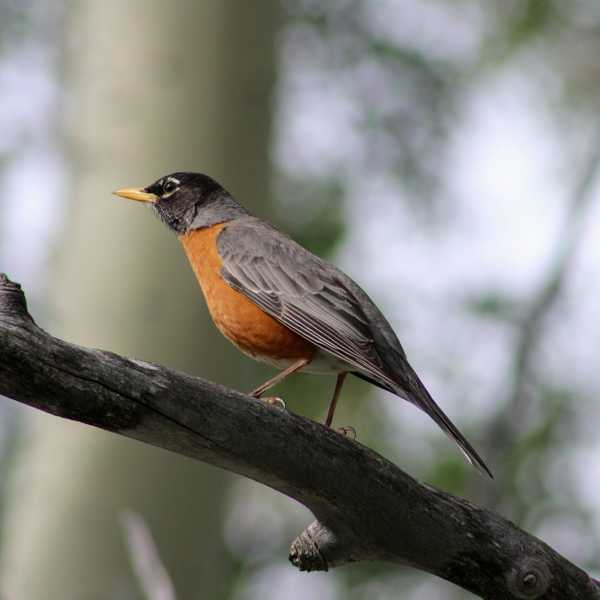 American Robin