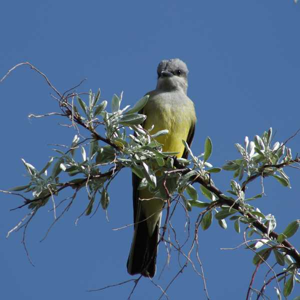 Western Kingbird