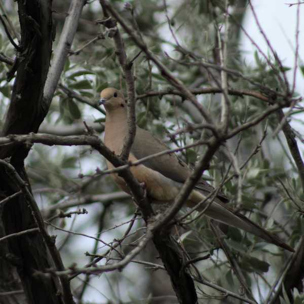 Mourning Dove