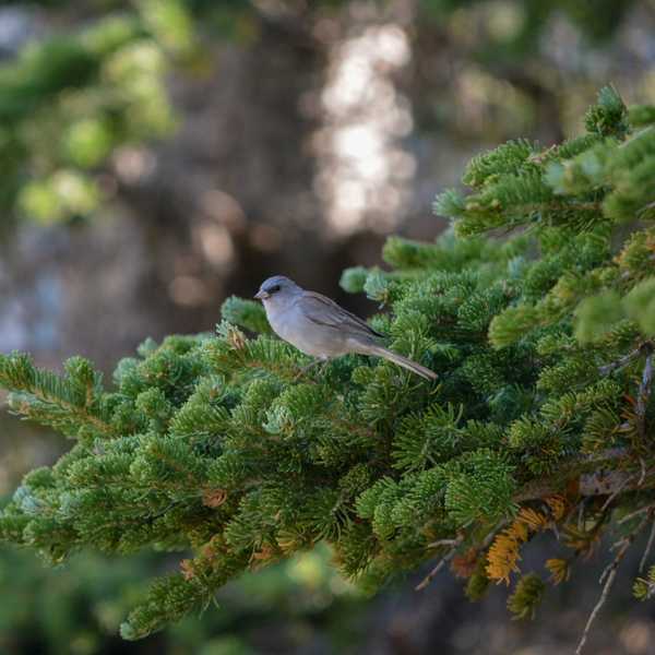 Dark-eyed Junco