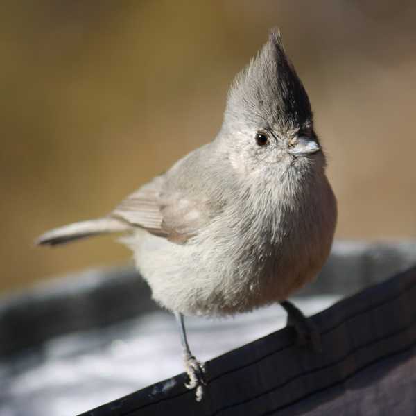 Juniper Titmouse 1