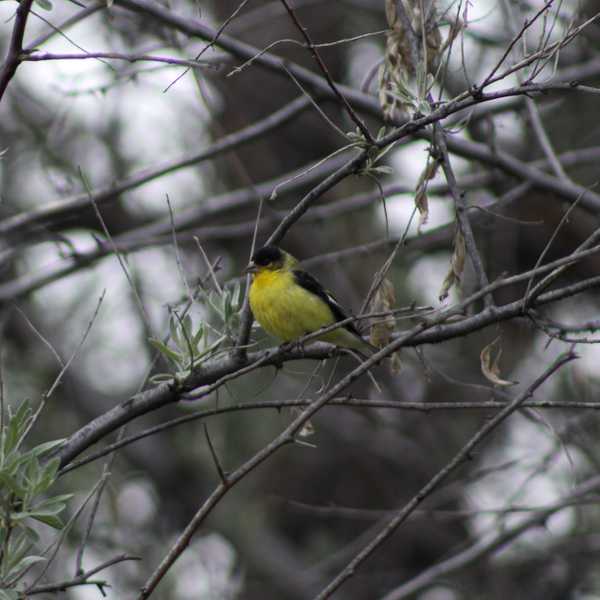 Lesser Goldfinch