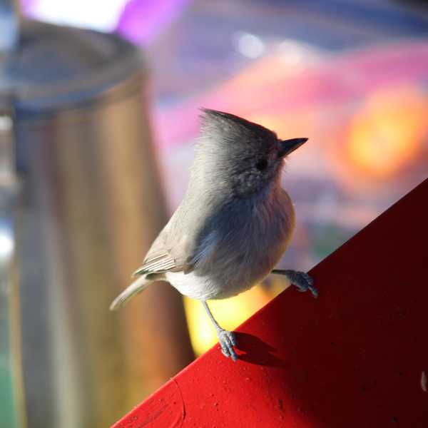 Juniper Titmouse 2