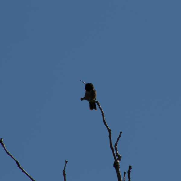 Black-chinned Hummingbird