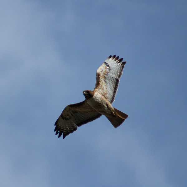 Red-tailed Hawk