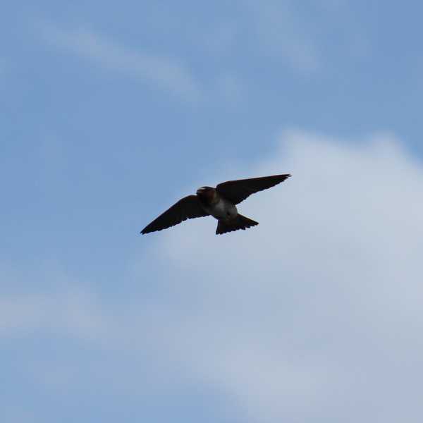 Cliff Swallow