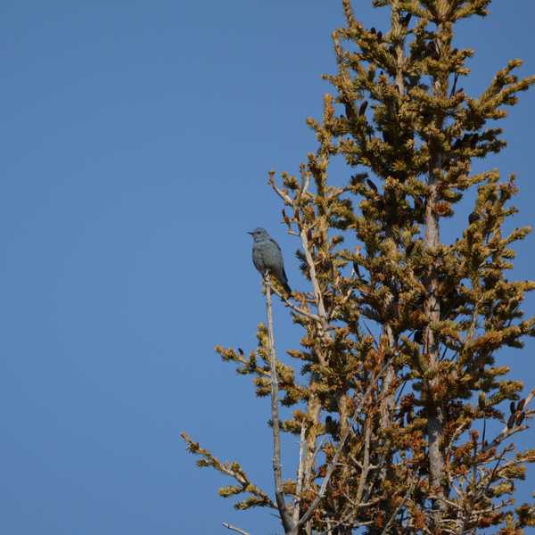 Mountain Bluebird (male)