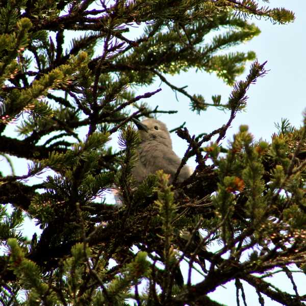 Clark's Nutcracker