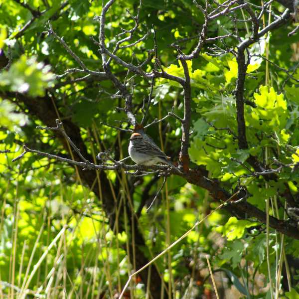 Chipping Sparrow