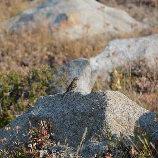 Lincolins Sparrow