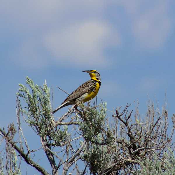 Western Meadowlark