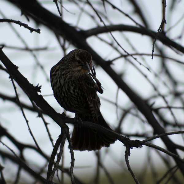 Song Sparrow