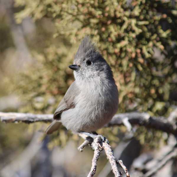 Juniper Titmouse 4