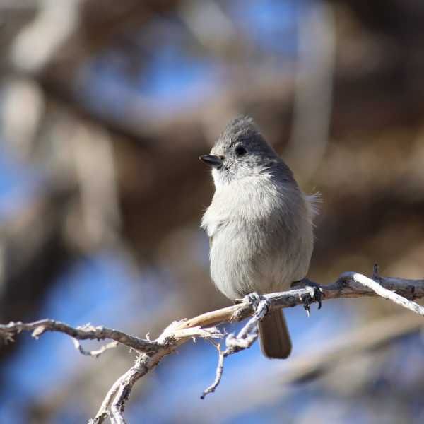 Juniper Titmouse 5