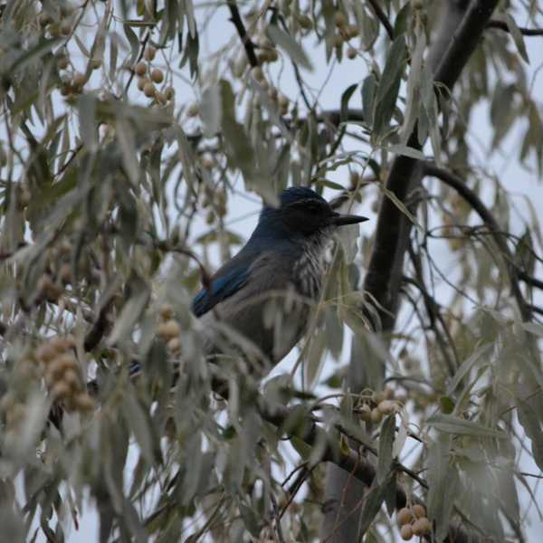 California Scrub Jay