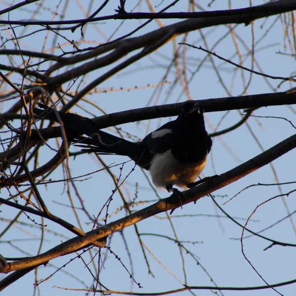 Black-billed Magpie