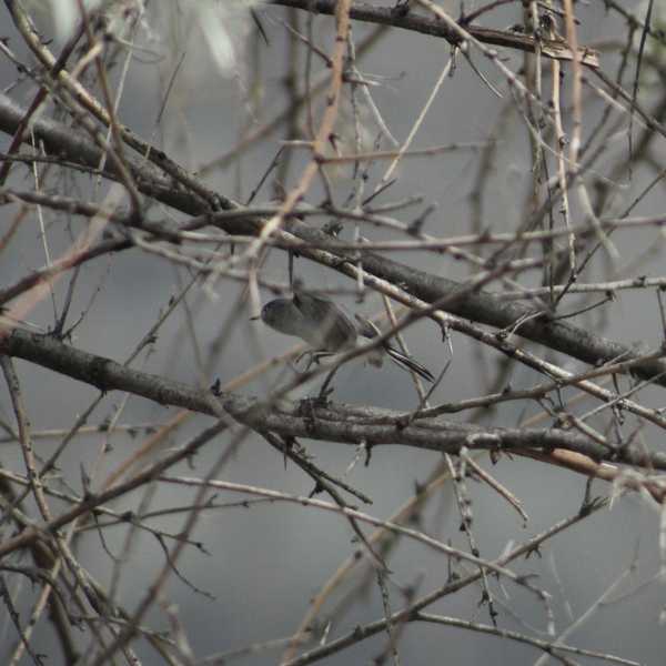 Blue-grey Gnatcatcher