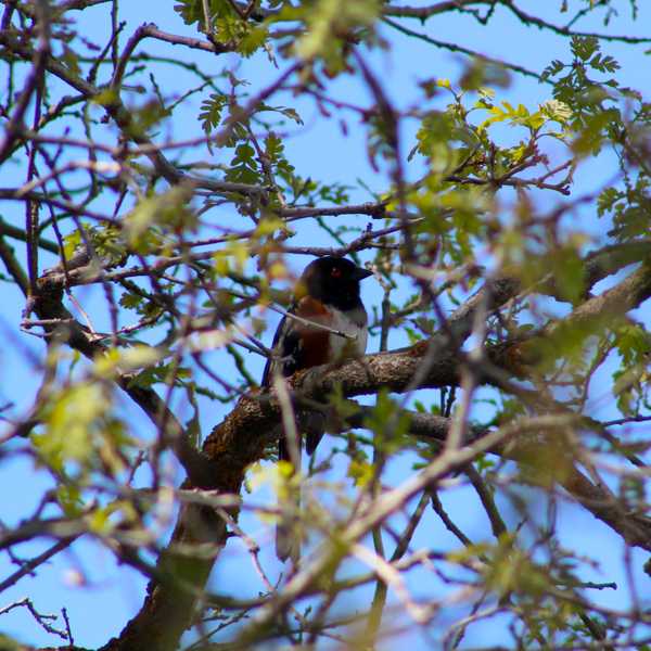 Spotted Towhee