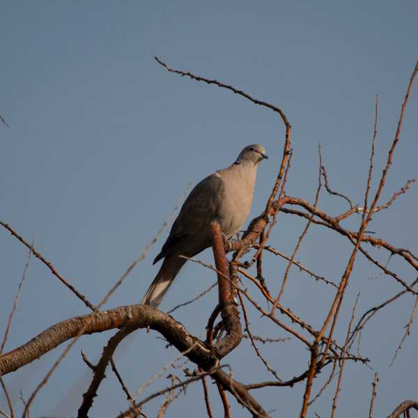 Eurasian Collared Dove