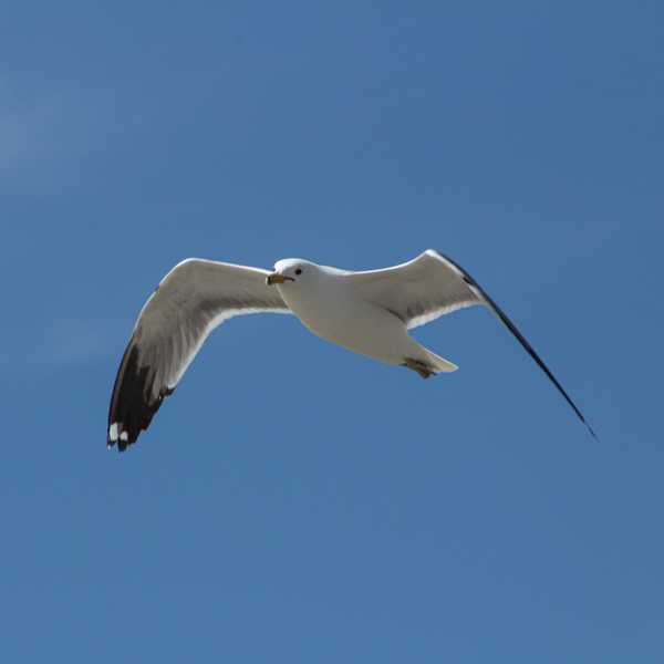 California Gull