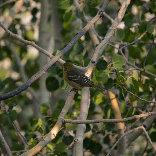 Cordilleran Flycatcher