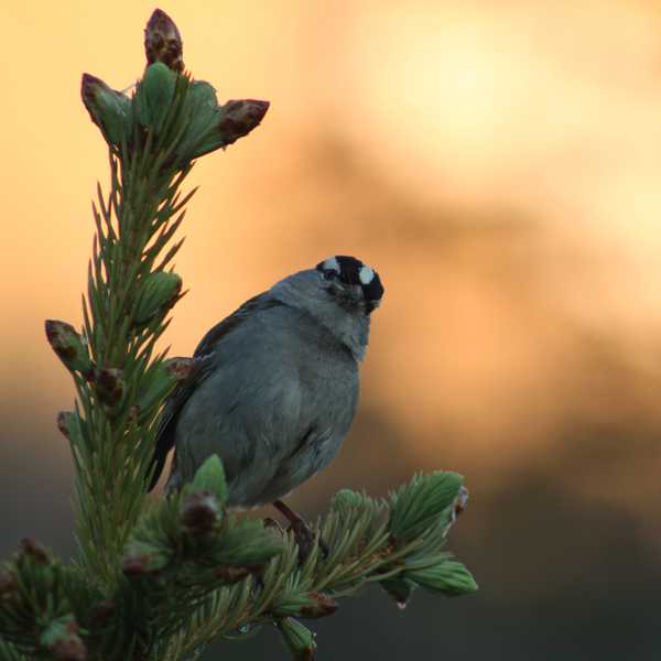 White-crowned Sparrow