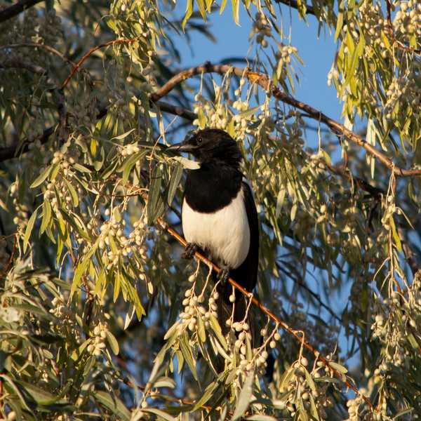 Black-billed Magpie