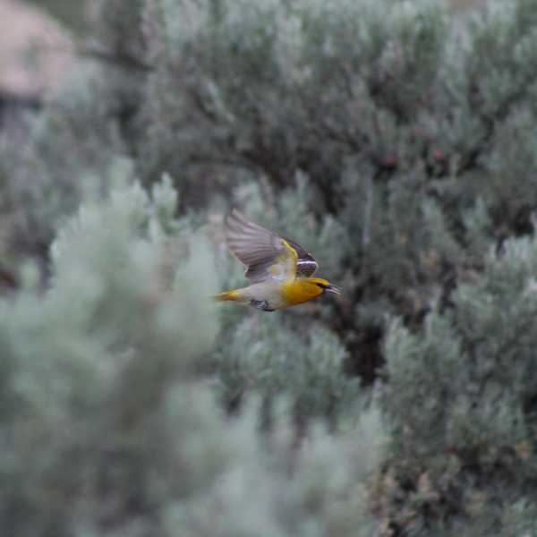 Blue-winged Warbler