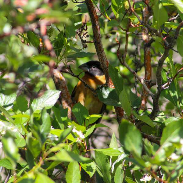 Black-headed Grosbeak