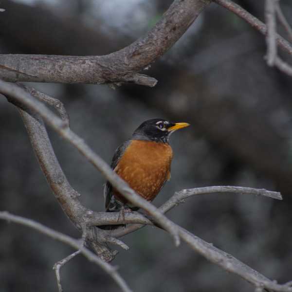 American Robin