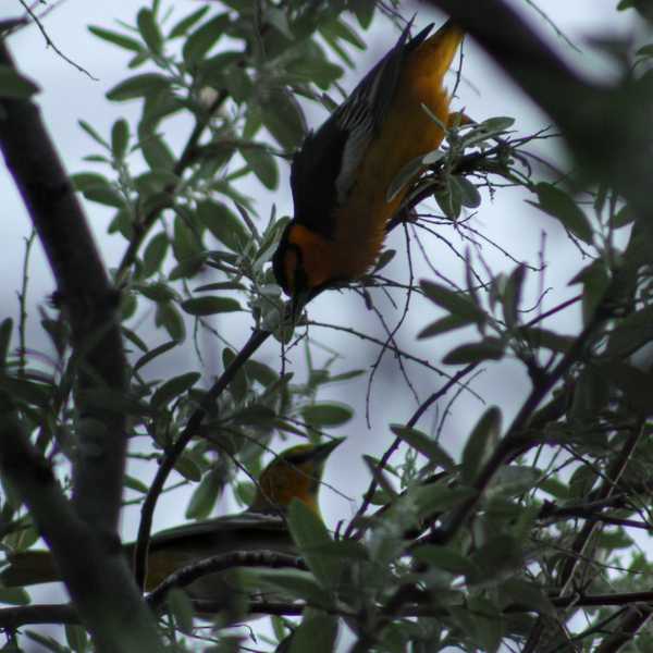 Bullock’s Oriole