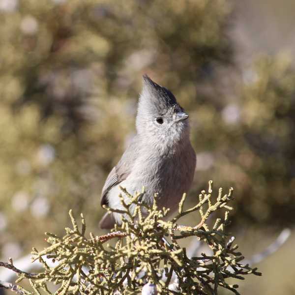 Juniper Titmouse 3