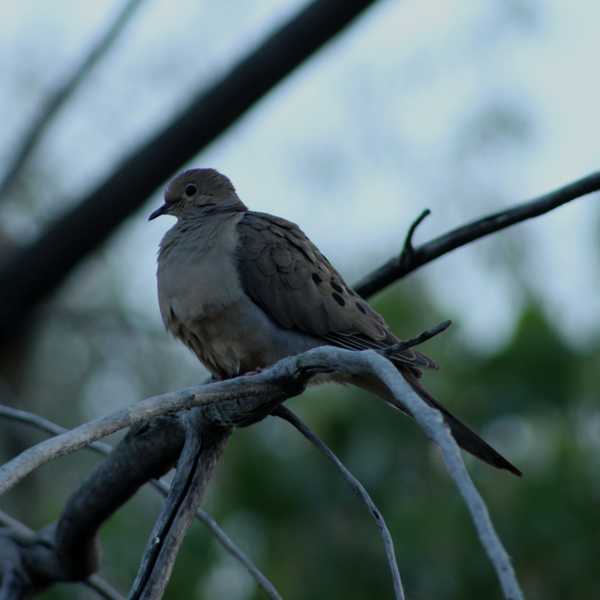 Mourning Dove 3