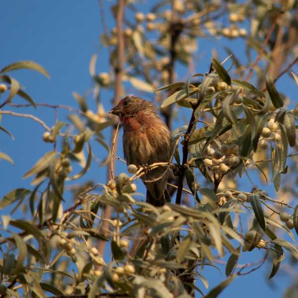 House Finch 2